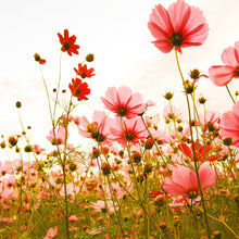 DD118598 Flower Meadow Designwalls Wallpaper by A S Creation