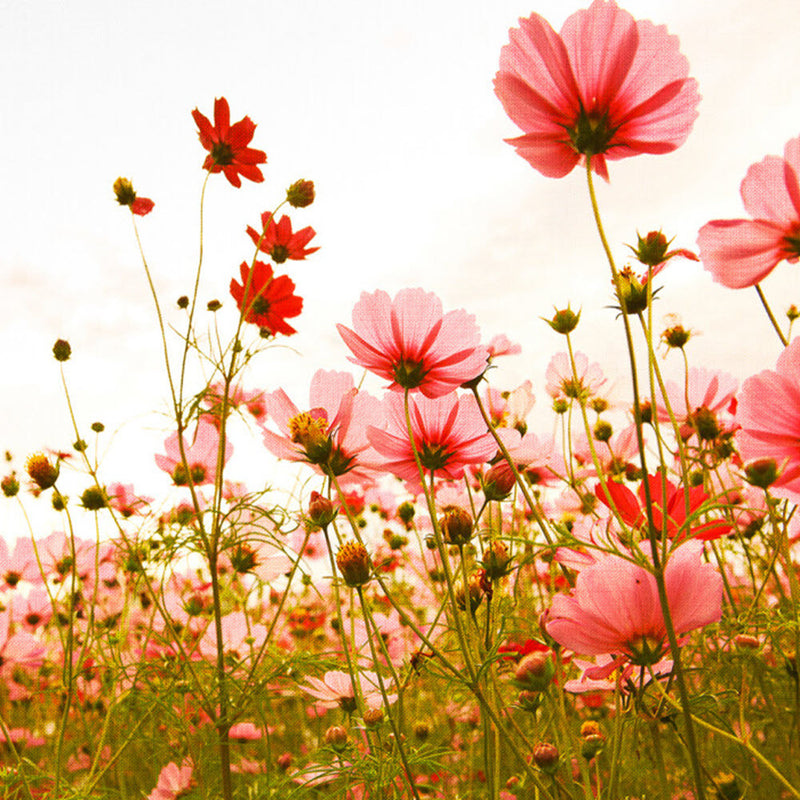 DD118598 Flower Meadow Designwalls Wallpaper by A S Creation