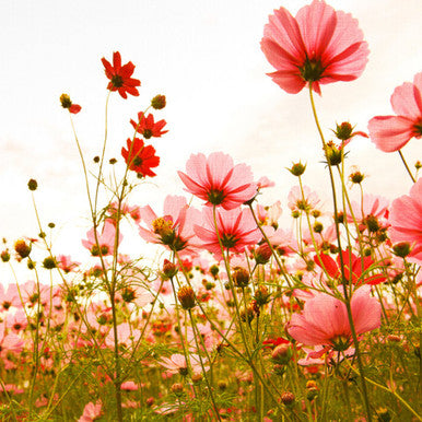 Flower Meadow Designwalls Wallpaper by A S Creation