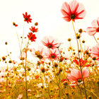 DD118600 Flower Meadow Designwalls Wallpaper by A S Creation