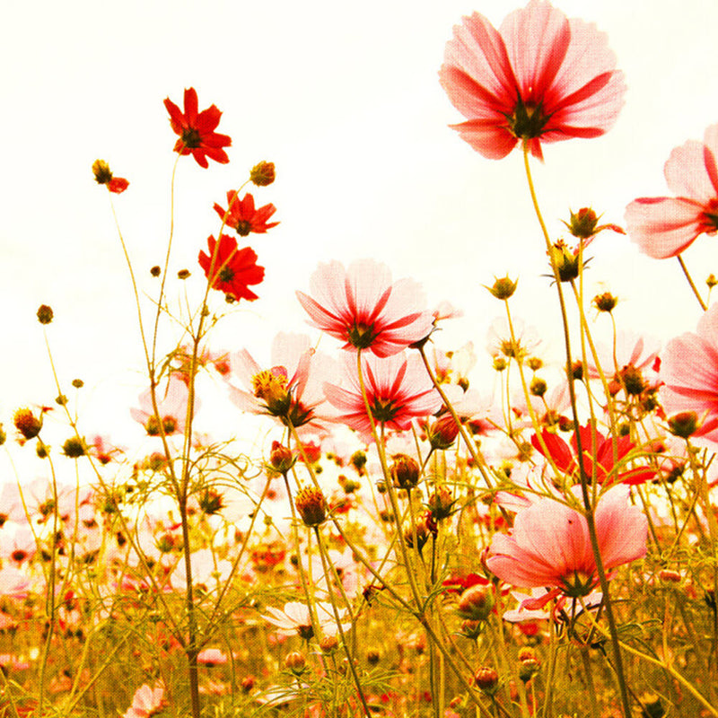 DD118600 Flower Meadow Designwalls Wallpaper by A S Creation
