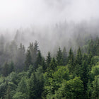 Foggy Fir Trees Designwalls Wallpaper by A S Creation