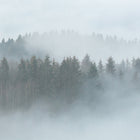 DD118604 Misty Forest Designwalls Wallpaper by A S Creation