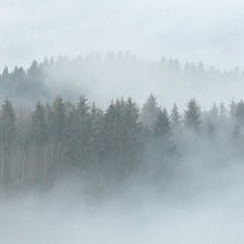 DD118604 Misty Forest Designwalls Wallpaper by A S Creation