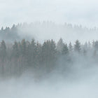 Misty Forest Designwalls Wallpaper by A S Creation