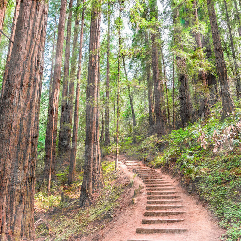 DD118626 Forest Walk Designwalls Wallpaper by A S Creation
