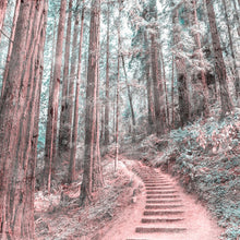 Forest Walk Designwalls Wallpaper by A S Creation