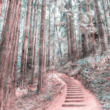 Forest Walk Designwalls Wallpaper by A S Creation