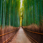 Bamboo Walk Designwalls Wallpaper by A S Creation
