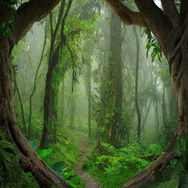 Tropical Forest Designwalls Wallpaper by A S Creation