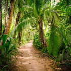 Palm Walk Designwalls Wallpaper by A S Creation