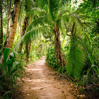Palm Walk Designwalls Wallpaper by A S Creation