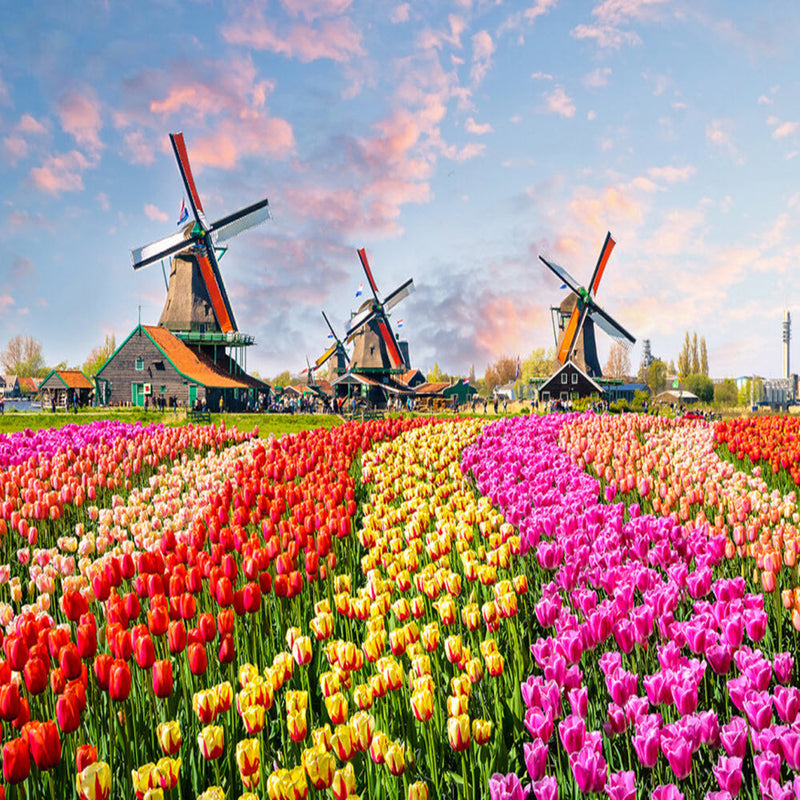 DD118694 Zaanse Schans Designwalls Wallpaper by A S Creation