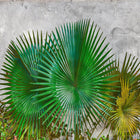Agave Leaves Designwalls Wallpaper by A S Creation