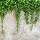Climbing Leaves Designwalls Wallpaper by A S Creation