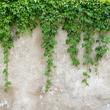 Climbing Leaves Designwalls Wallpaper by A S Creation