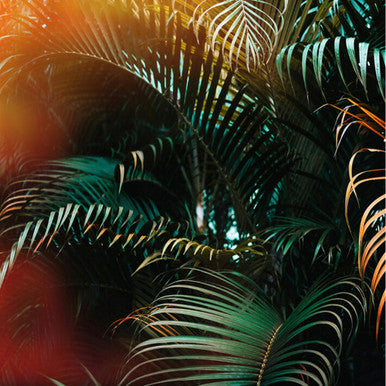 Jungle Colour Designwalls Wallpaper by A S Creation