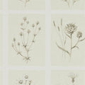 Little Thistles Embleton Bay Wallpaper By Sanderson