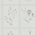 216512 Little Thistles Embleton Bay Wallpaper By Sanderson