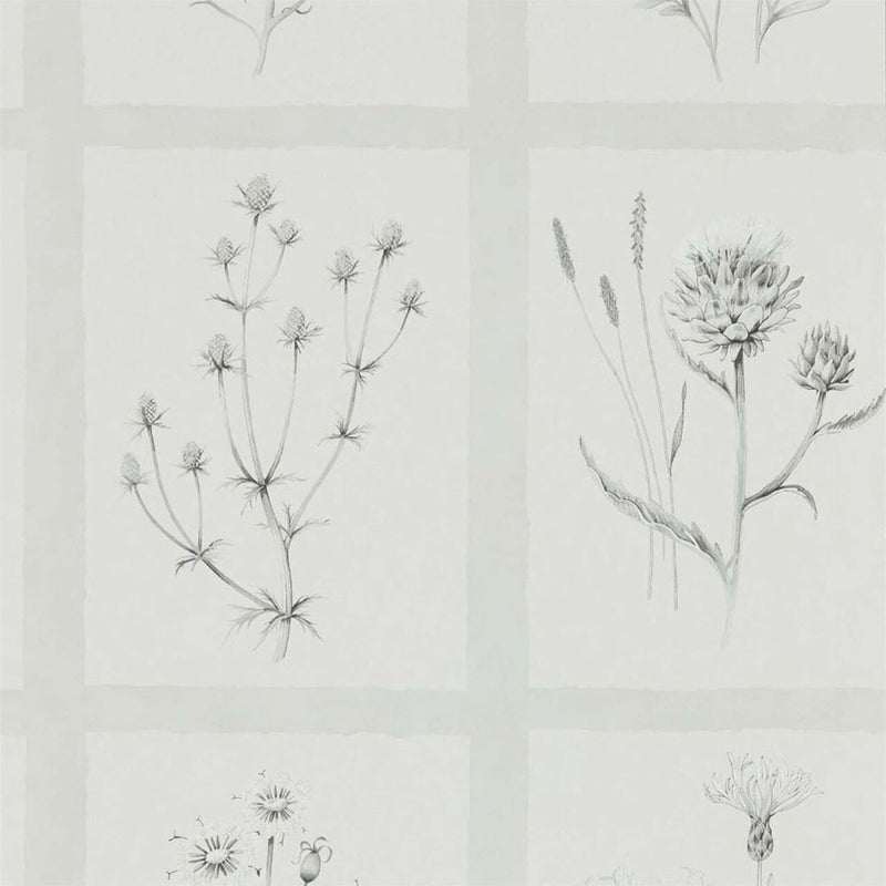 216512 Little Thistles Embleton Bay Wallpaper By Sanderson