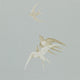 Swallows One Sixty Wallpaper By Sanderson