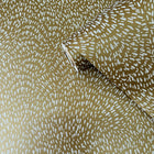 DWP0363-04 Fan Fleck Zen Gold Wallpaper By Galerie