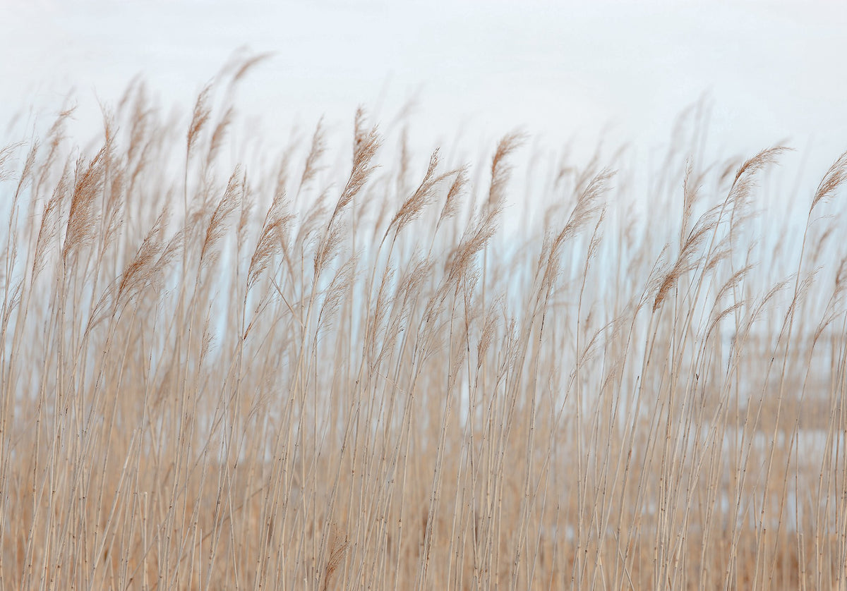 FR13602-8 Swaying Reed (400 x 280 cm) Shore & Lines Mural by Rebel Walls