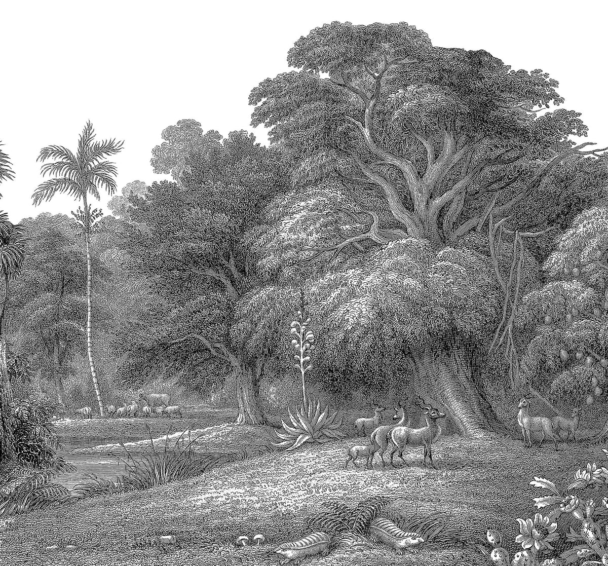 FR14612-6 Jungle Land (300 x 280 cm) Storytime Mural by Rebel Walls