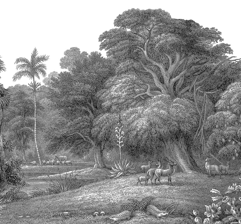 FR14612-6 Jungle Land (300 x 280 cm) Storytime Mural by Rebel Walls