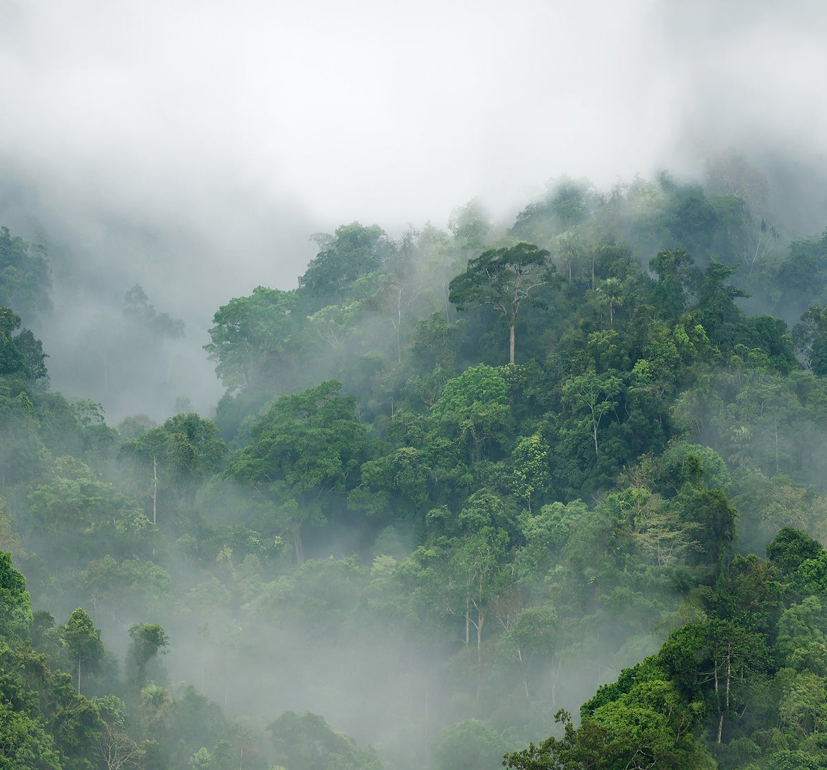 FR15062-6 Misty Forest (300 x 280 cm) Tropical Oasis Mural by Rebel Walls