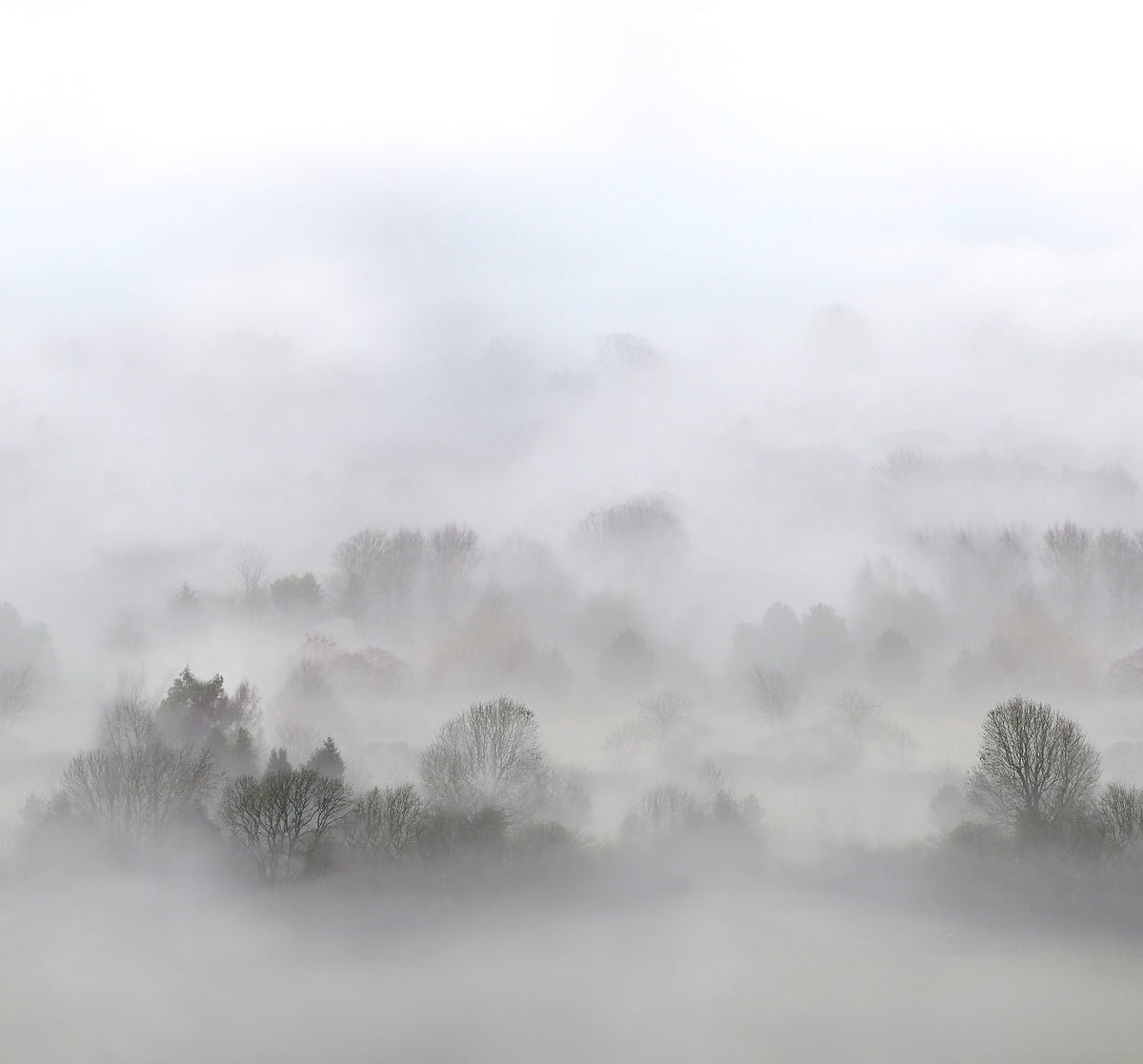FR15301-6 Morning Fog (300 x 280 cm) Home Mural by Rebel Walls