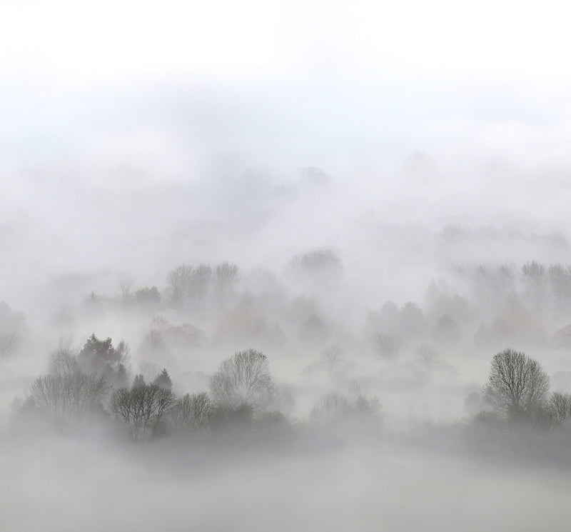 FR15301-6 Morning Fog (300 x 280 cm) Home Mural by Rebel Walls