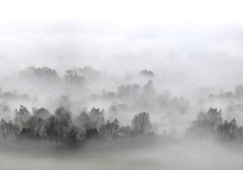 FR15301-8 Morning Fog (400 x 280 cm) Home Mural by Rebel Walls