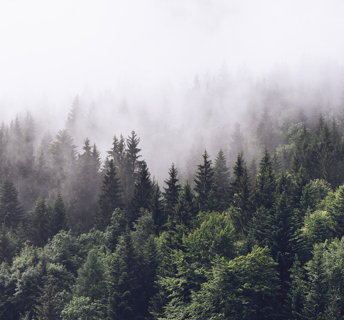FR16731-6 Misty Fir Forest (300 x 280 cm) Pops Mural by Rebel Walls