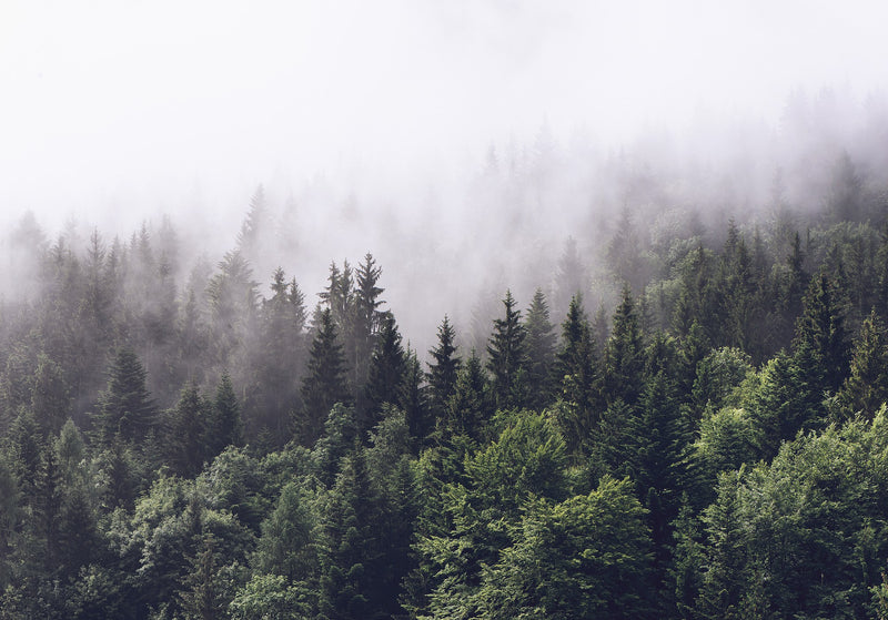 FR16731-8 Misty Fir Forest (400 x 280 cm) Pops Mural by Rebel Walls