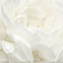 White Rose Mural Atmosphere Wallpaper by Galerie