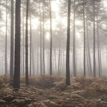 G78426 Forest in the Mist Mural Atmosphere Wallpaper by Galerie