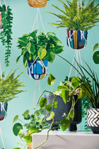 GRA50108W Houseplant Cerulean Twist Wallpaper by Ohpopsi