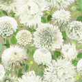 Dahlia Colour 2 Wallpaper by Harlequin