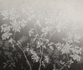English Garden Gris Journeys I Mural by Tres Tintas