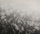 JO1006-3 English Garden Gris Journeys I Mural by Tres Tintas