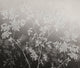 English Garden Gris Journeys I Mural by Tres Tintas