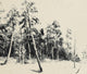 Ink Woods Blanc/beige Journeys I Mural by Tres Tintas