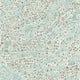 Utopia Pistachio Rose The Srinagar Map Wallpaper by Lewis & Wood