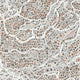 Utopia Satsuma Soot The Srinagar Map Wallpaper by Lewis & Wood
