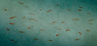 M4302-2 Aljibe Azul Tafetán Mural by Tres Tintas