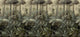Relente Verde Bucólica Mural by Tres Tintas