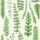 Fern Garden of Eden Wallpaper by Scion