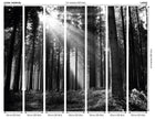 MUR438L Monochrome Forest Black & White Mural Large by Origin Murals