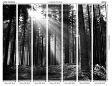MUR438L Monochrome Forest Black & White Mural Large by Origin Murals